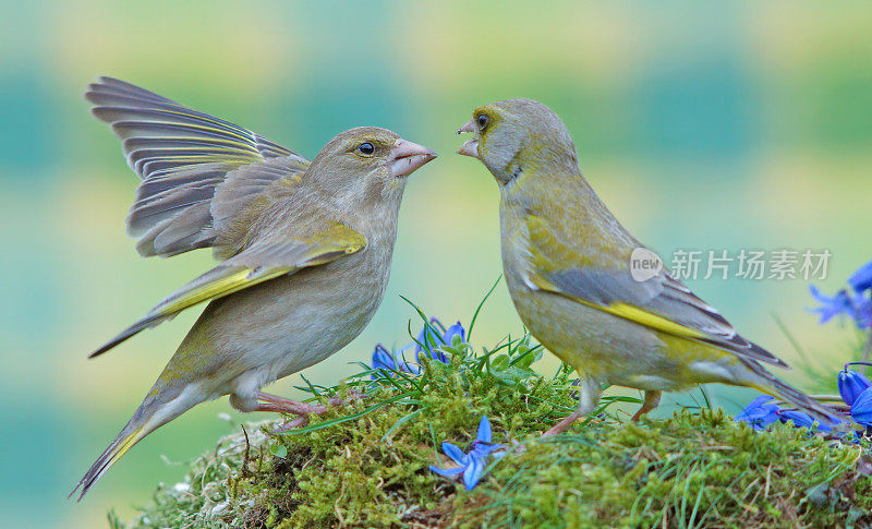 秃鹰greenfinch ?s